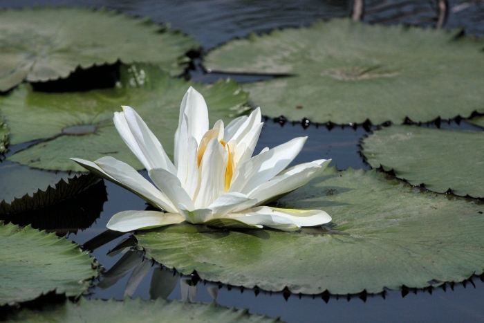 Нимфея marliacea albida