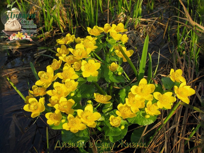 Калужница болотная