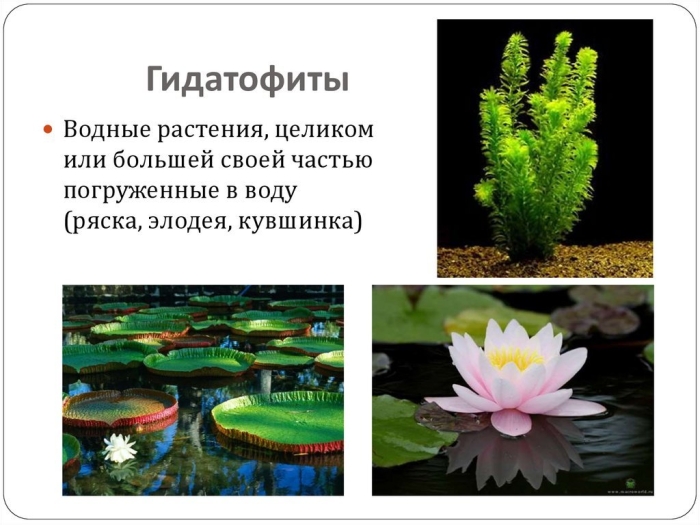Гидатофиты водные растения