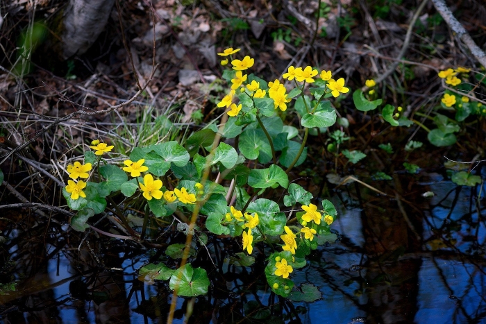 Калужница caltha palustris