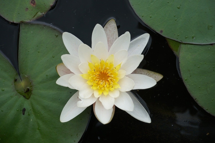 Nymphaea tetragona