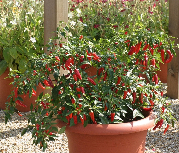 Перец. острый. апачи