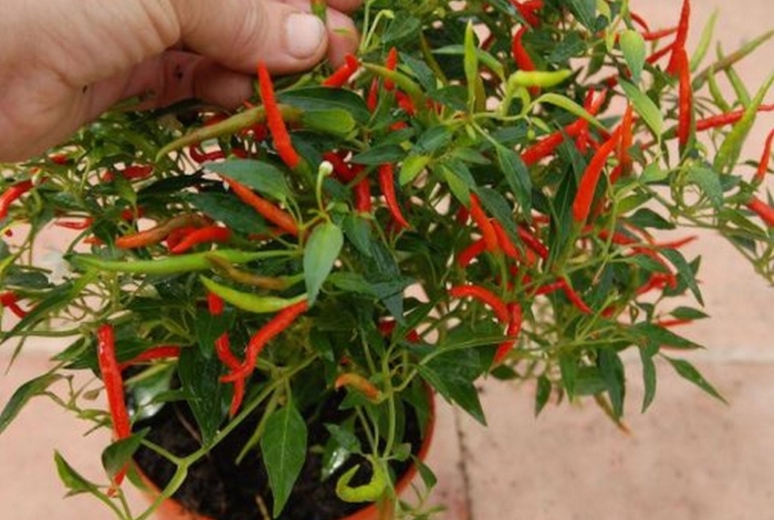 Перец горький кустовой