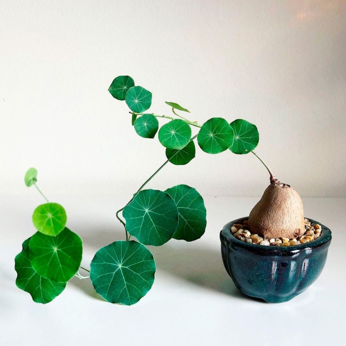 Стефания эректа