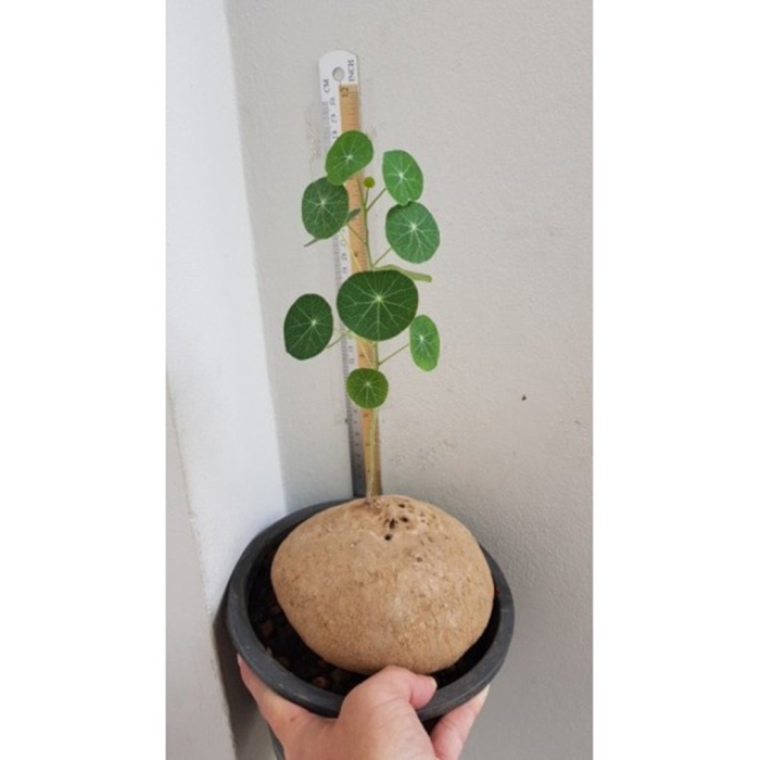 Стефания эректа