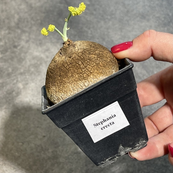 Каудексные растения