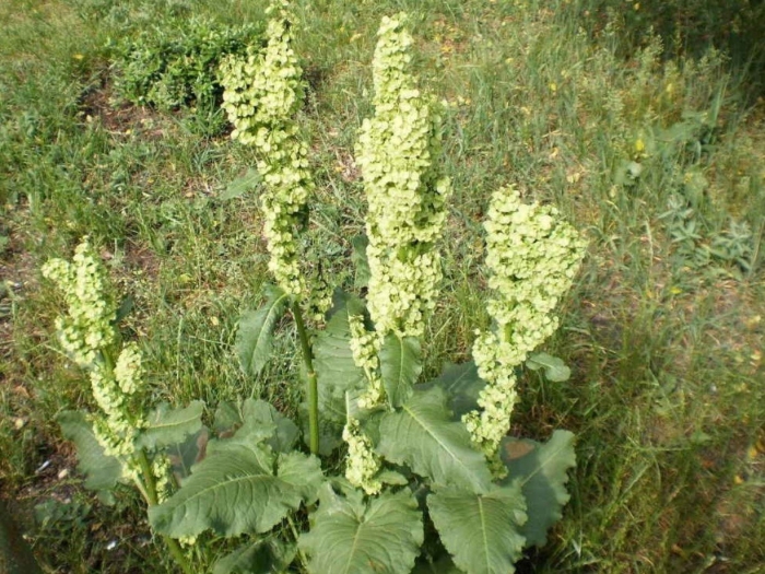 Щавель конский rumex confertus