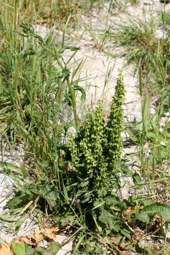 Щавель обыкновенный