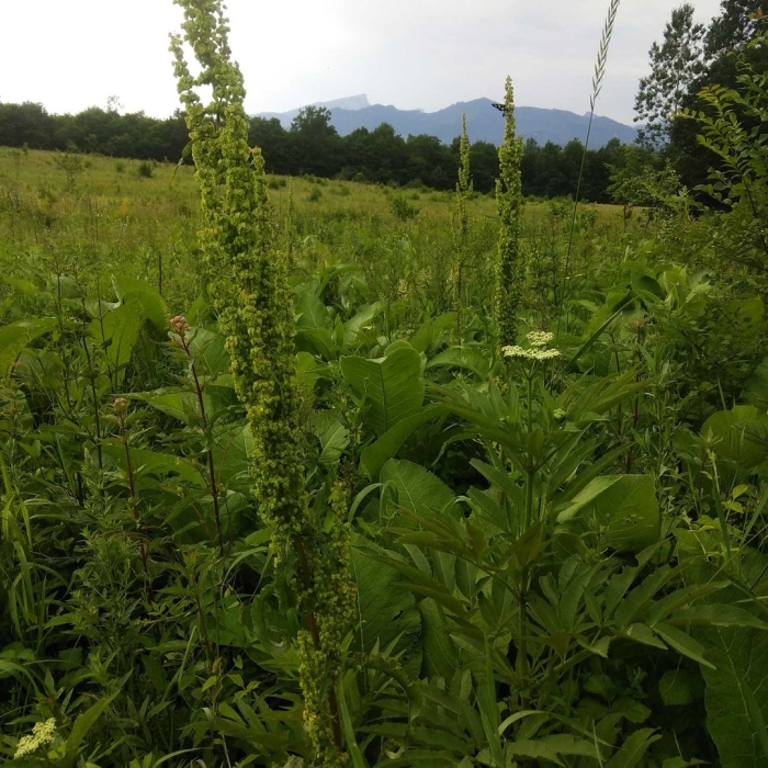 Щавель конский растение
