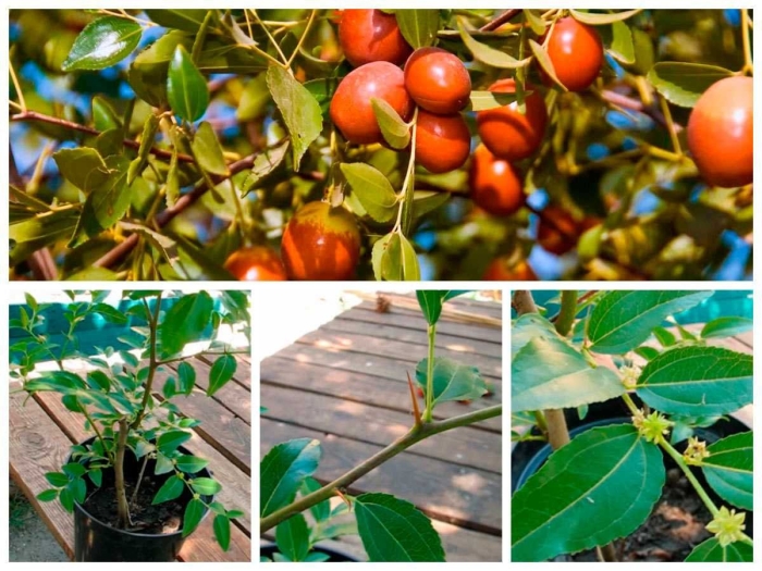 Унаби китайский финик