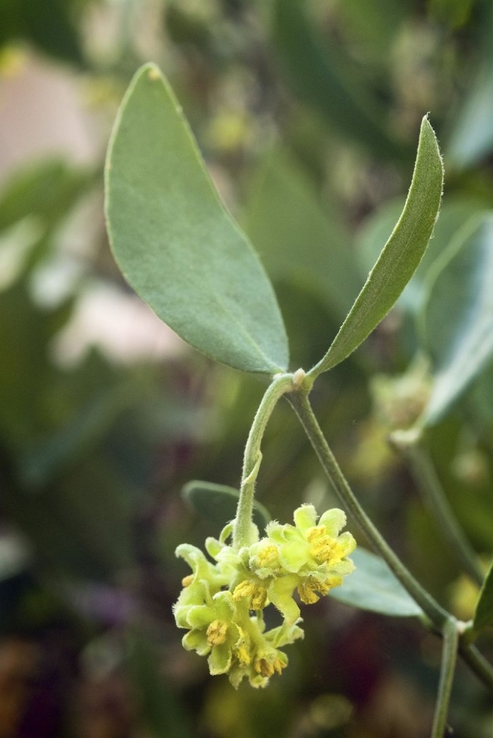 Simmondsia chinensis