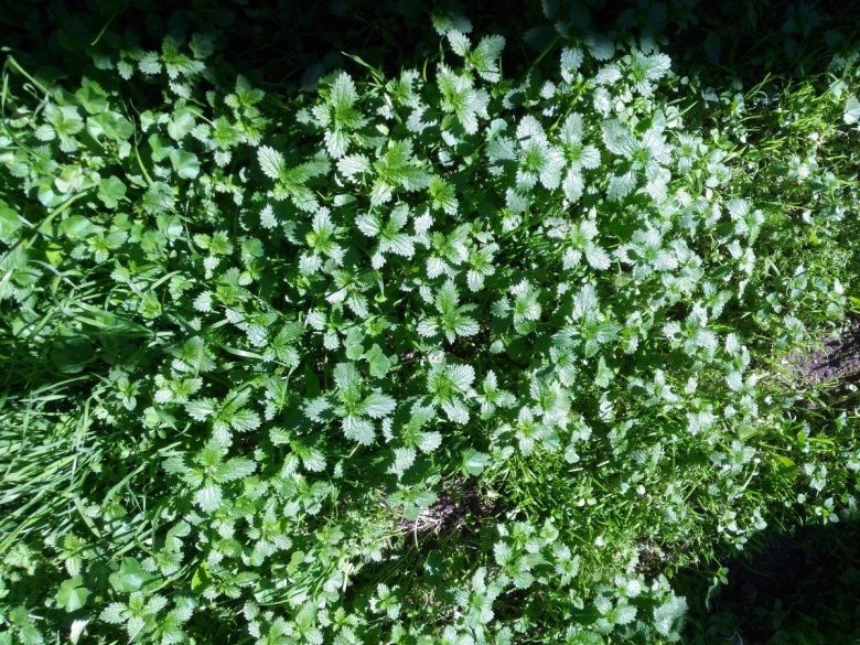 Жасмин почвопокровный