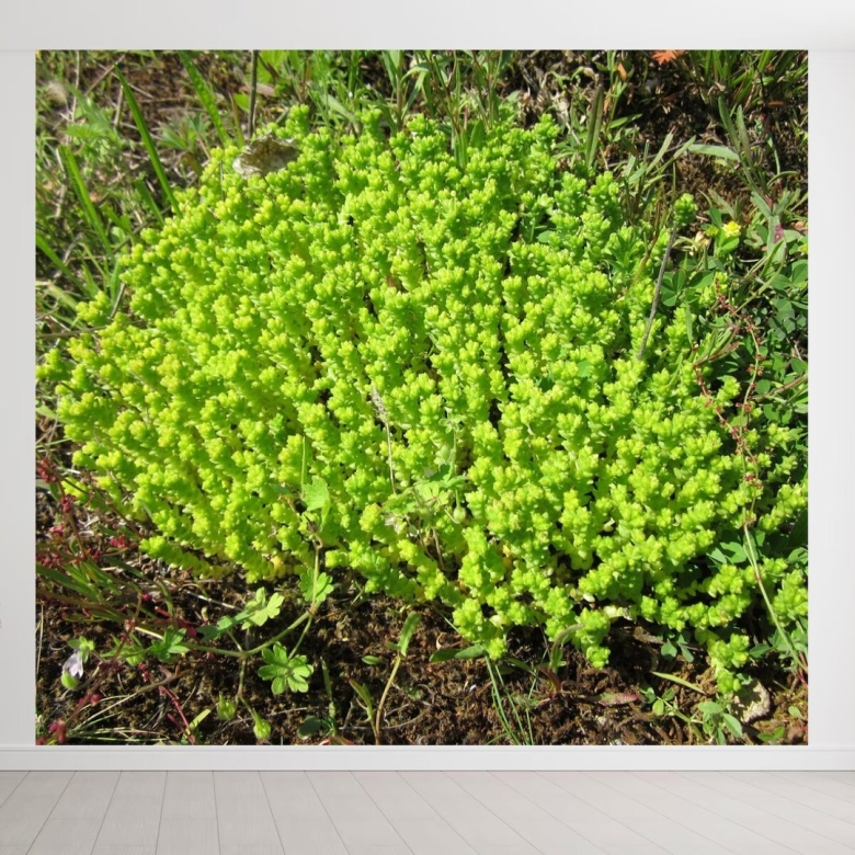 Седум мох почвопокровные