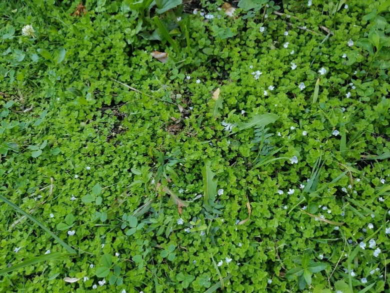 Вероника нитевидная в ландшафтном дизайне