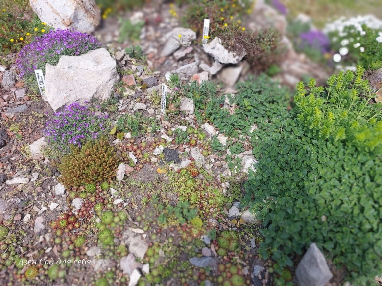 Почвопокровные многолетники