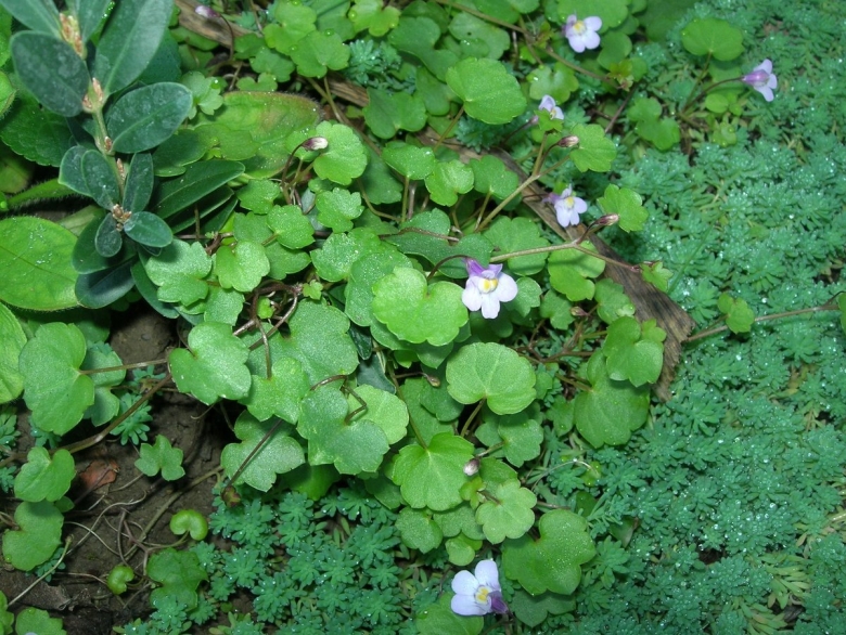 Цимбалярия Альба