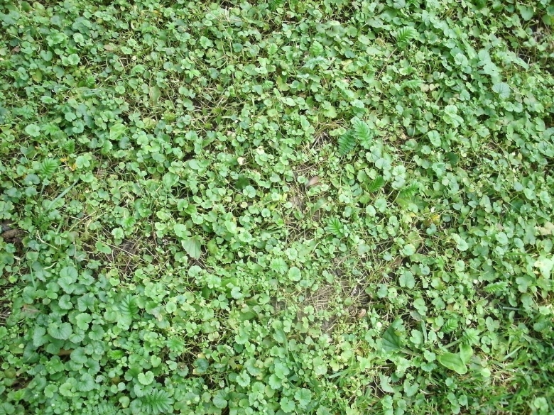 Почвопокровные многолетники Вероника