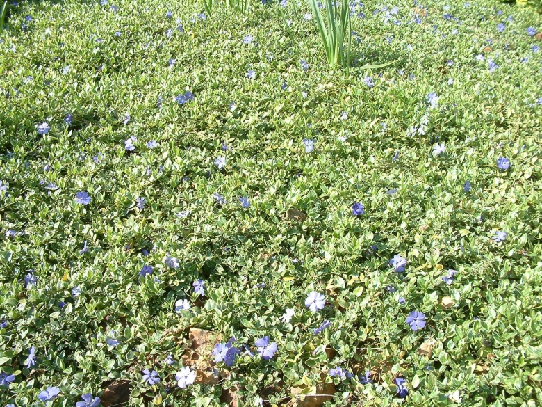 Барвинок малый Aureovariegata