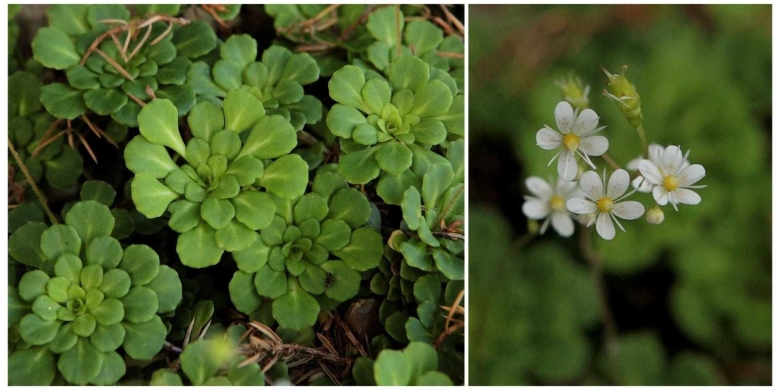 Камнеломка клинолистная