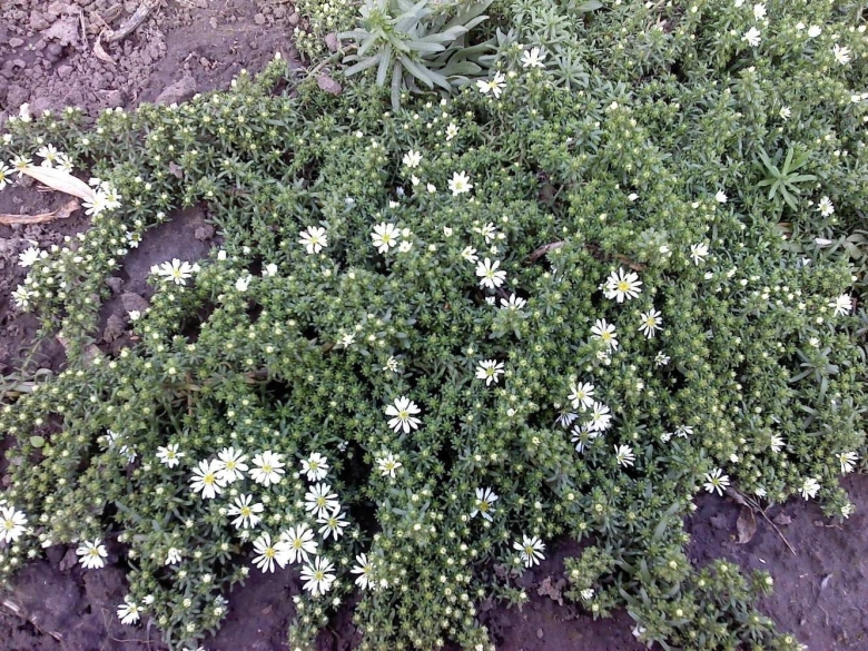 Астра Вересковая почвопокровная