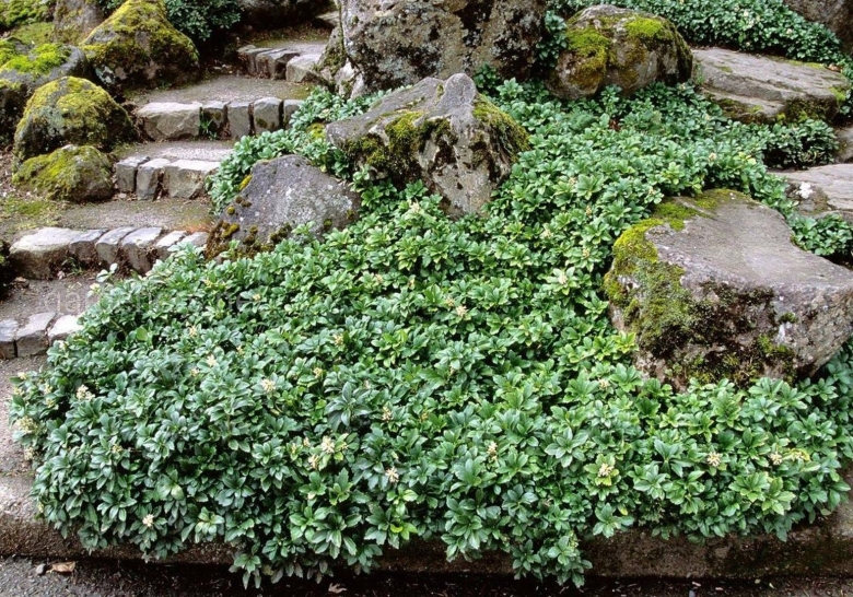 Пахизандра верхушечная Green Carpet