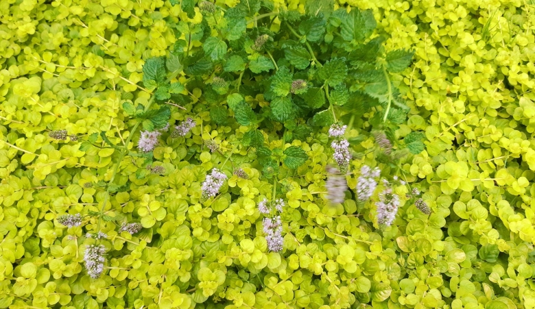 Вербейник монетчатый goldilocks