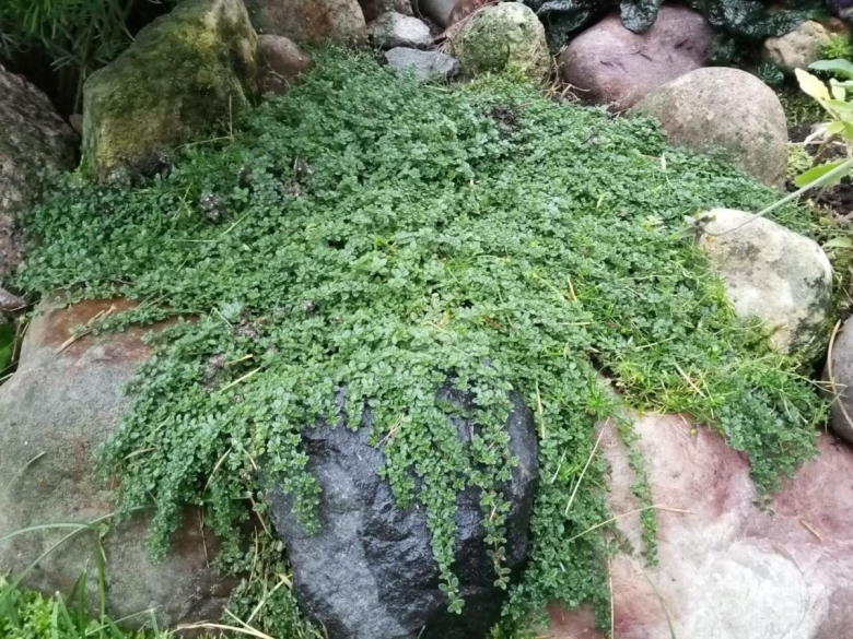 Вечнозеленые почвопокровные многолетники