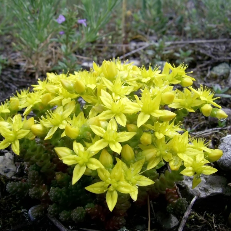 Очиток едкий Aureum