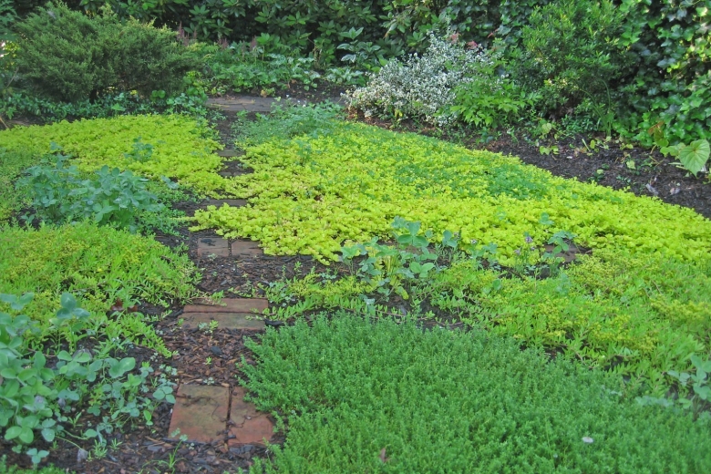 Мшанка растение почвопокровное