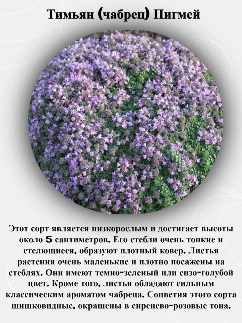 Тимьян моховидный