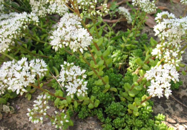 Очиток ложный альбум