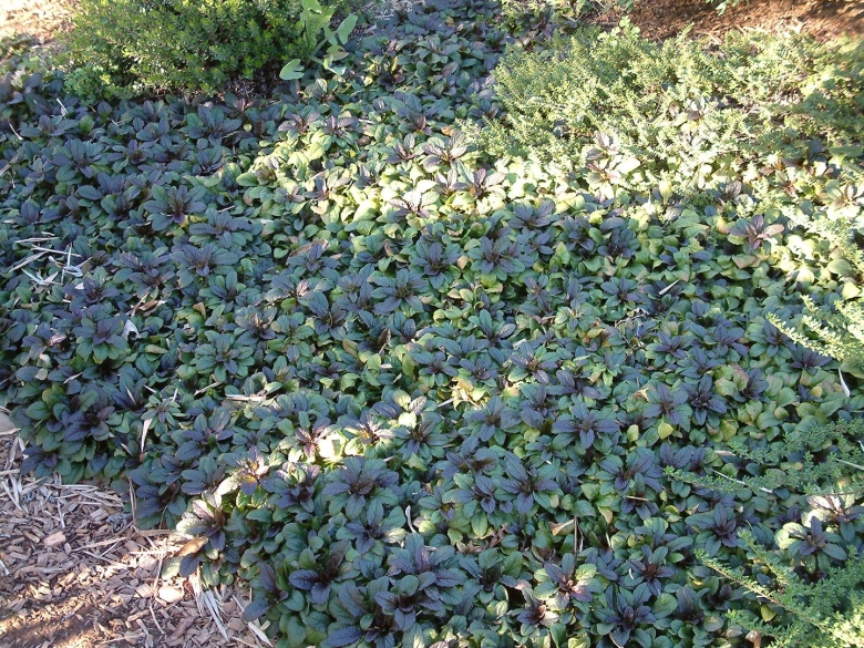 Живучка Голд Чанг