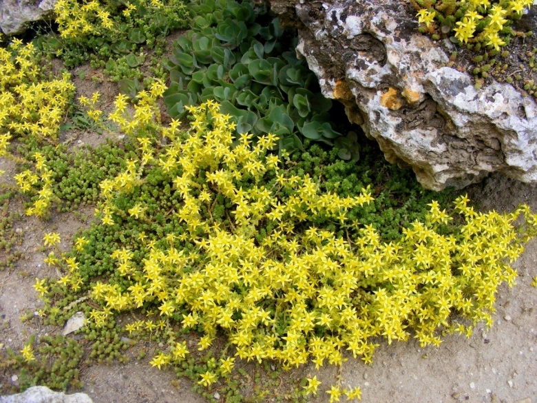 Очиток едкий Sedum acre