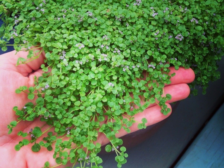 Мята Корсиканская