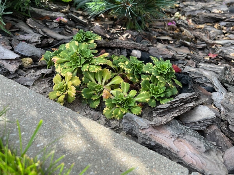 Сажают ли примулу сразу семенами в открытый грунт