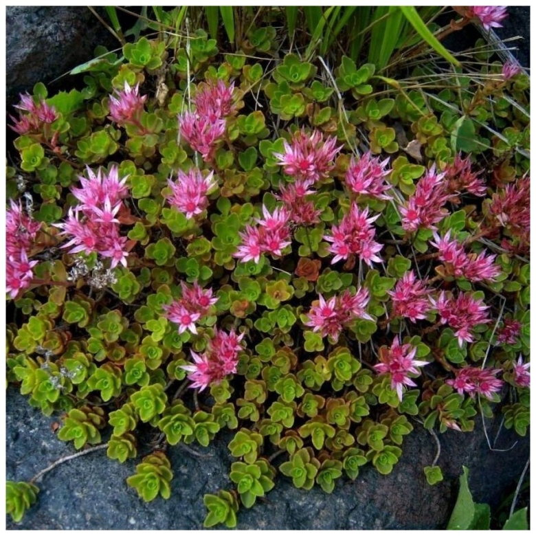 Почвопокровные многолетники Очиток