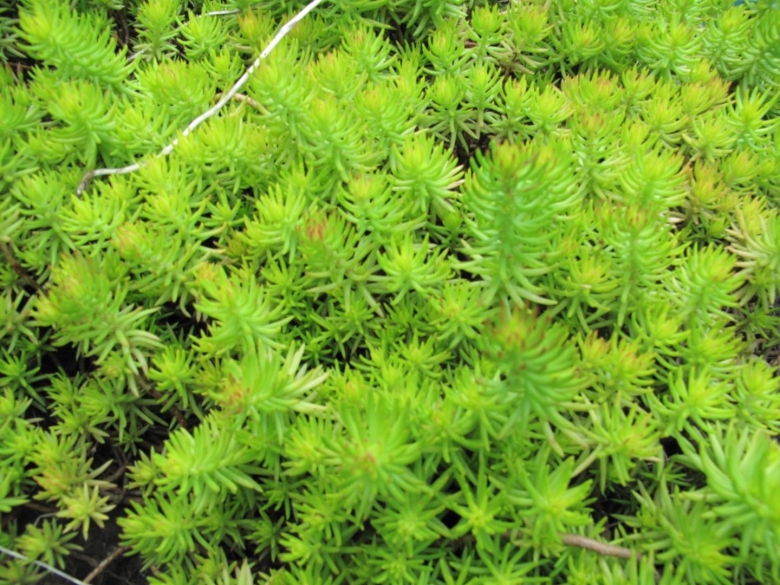 Папоротник почвопокровный