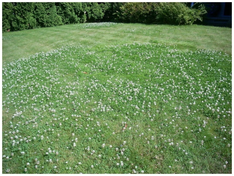 Газон Клевер белый ползучий