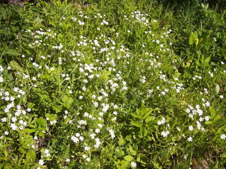 Ясколка многолетняя снежный ковер