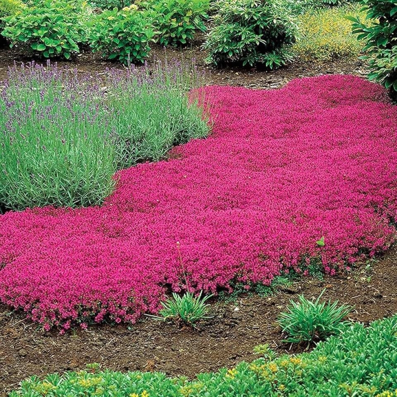 Тимьян ползучий мэджик карпет