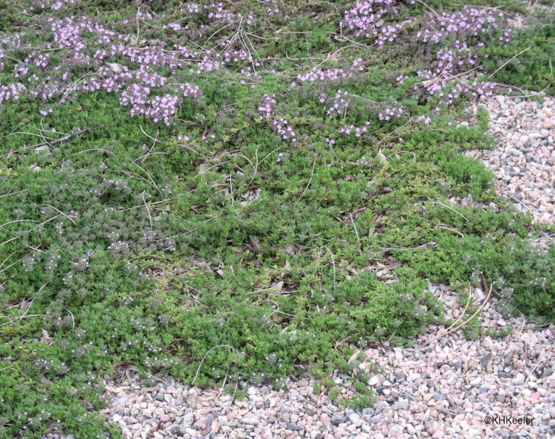 Тимьян ползучий thymus serpyllum