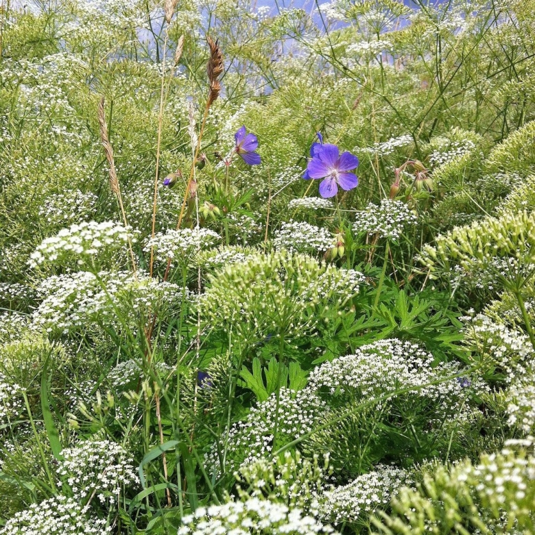 Медоносы многолетники