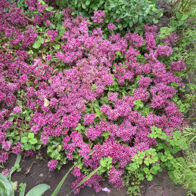 Почвопокровники Очиток