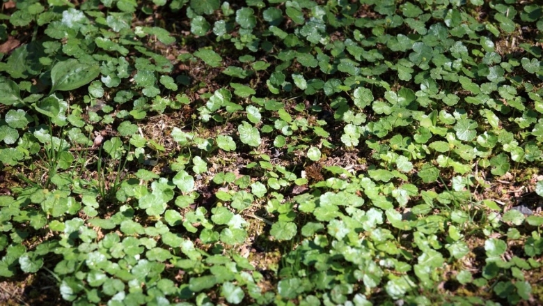 Вербейник монетчатый газон