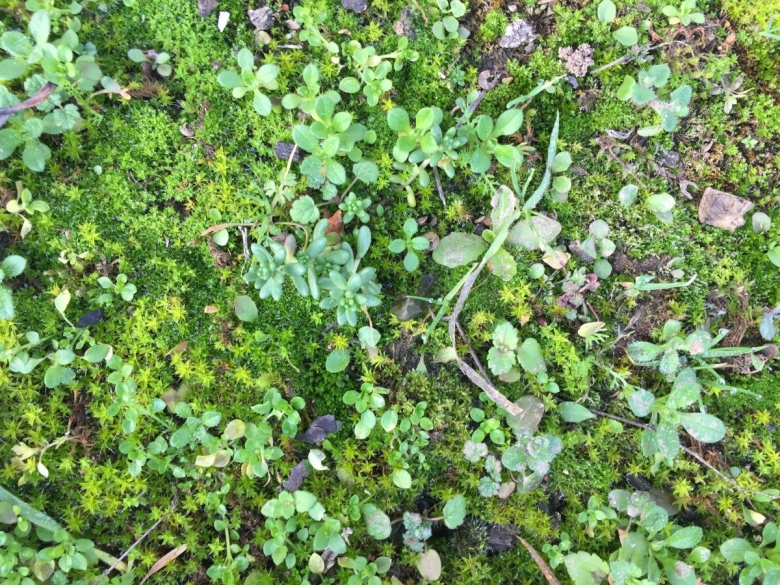 Сосудистые и бессосудистые растения