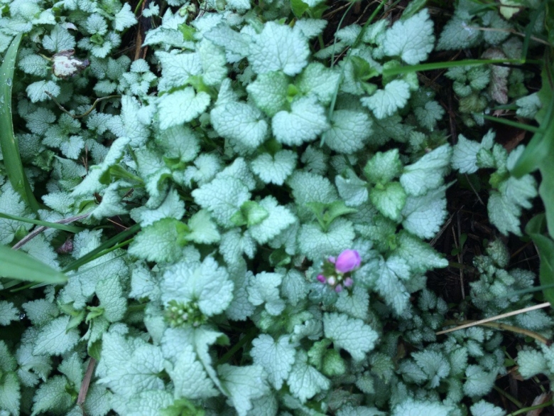 Плющ как почвопокровное растение