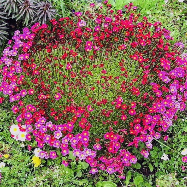 Камнеломка Арендса Флорал карпет