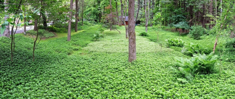 Пахизандра и папоротник