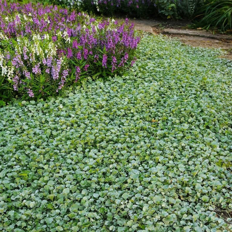 Яснотка ползучая