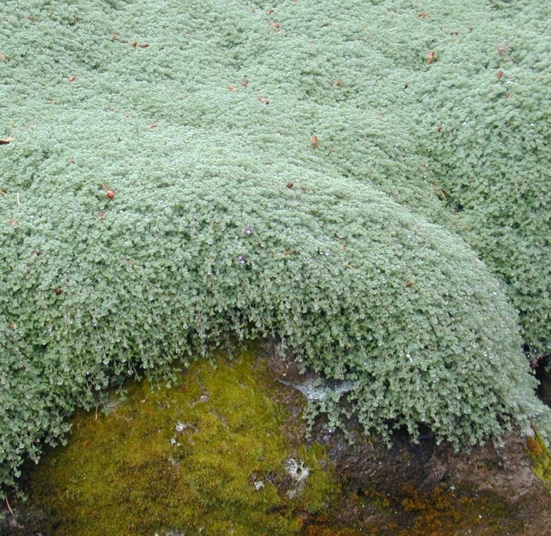 Тимьян pseudolanuginosus